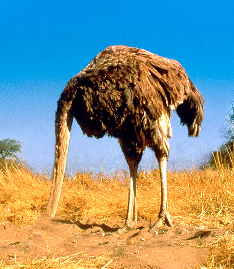Ostrich with its head in the sand.
